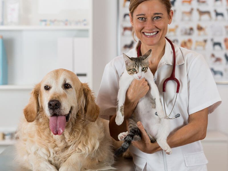 Finding the Best Vet for Your Pet