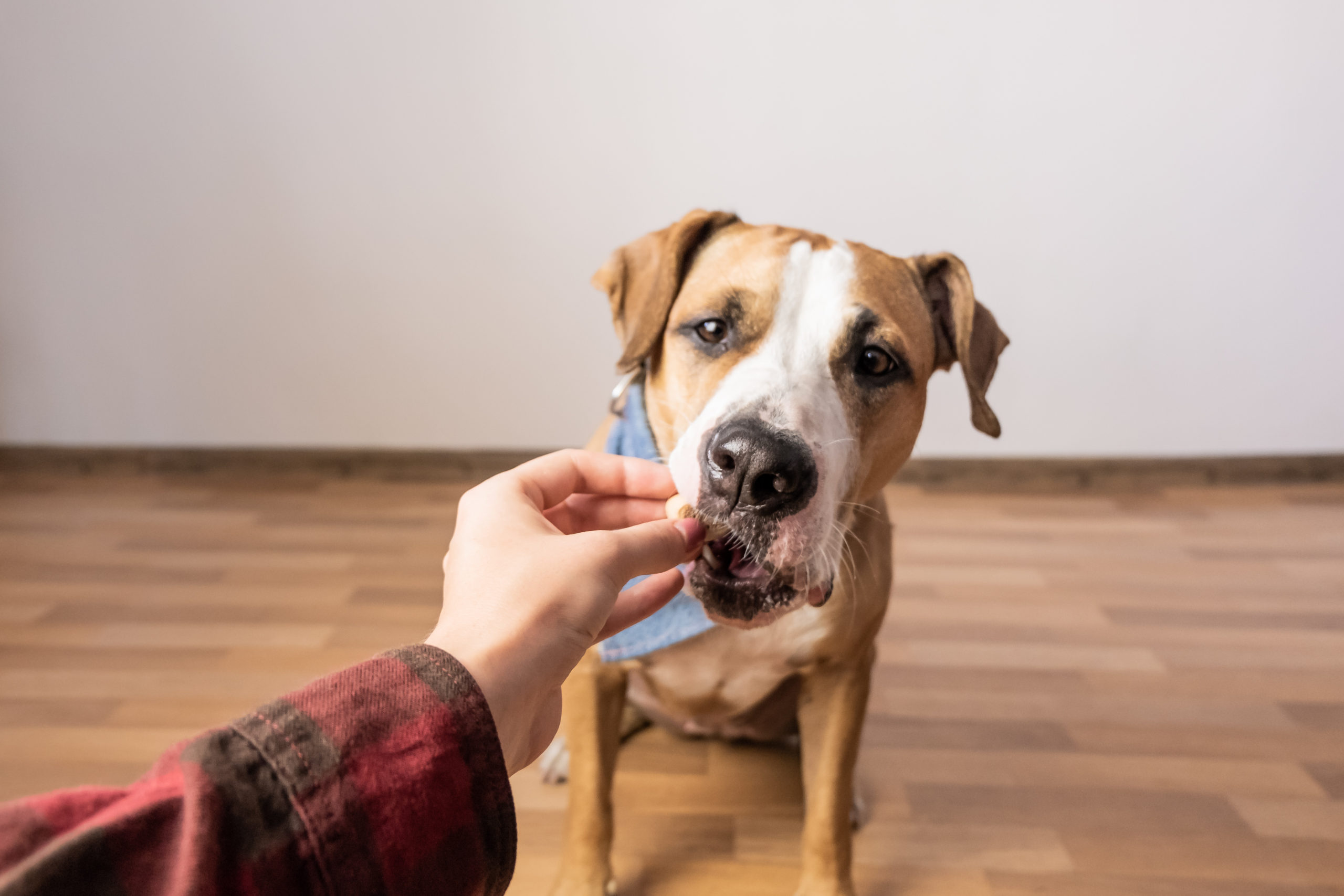 Trained intelligent dog taking food from human. Owner gives treat to a staffordshire terrier puppy indoors