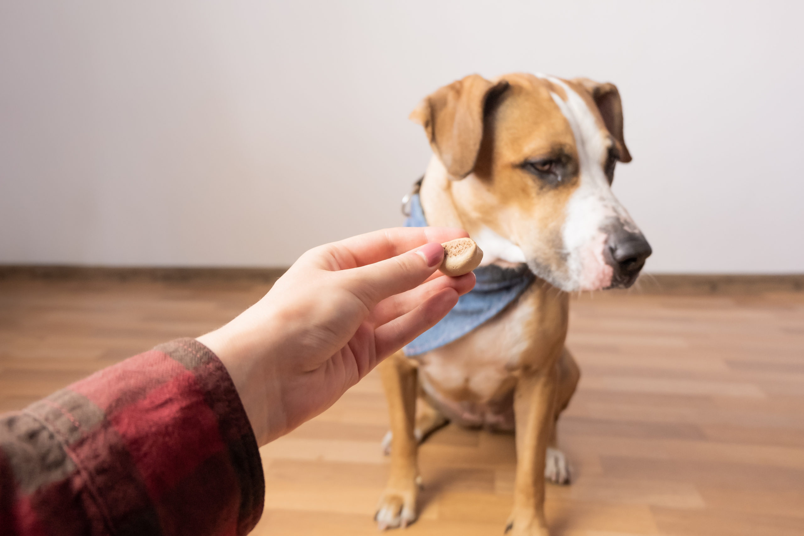 Trained intelligent dog refuses food from human. Owner gives treat to a staffordshire terrier puppy indoors