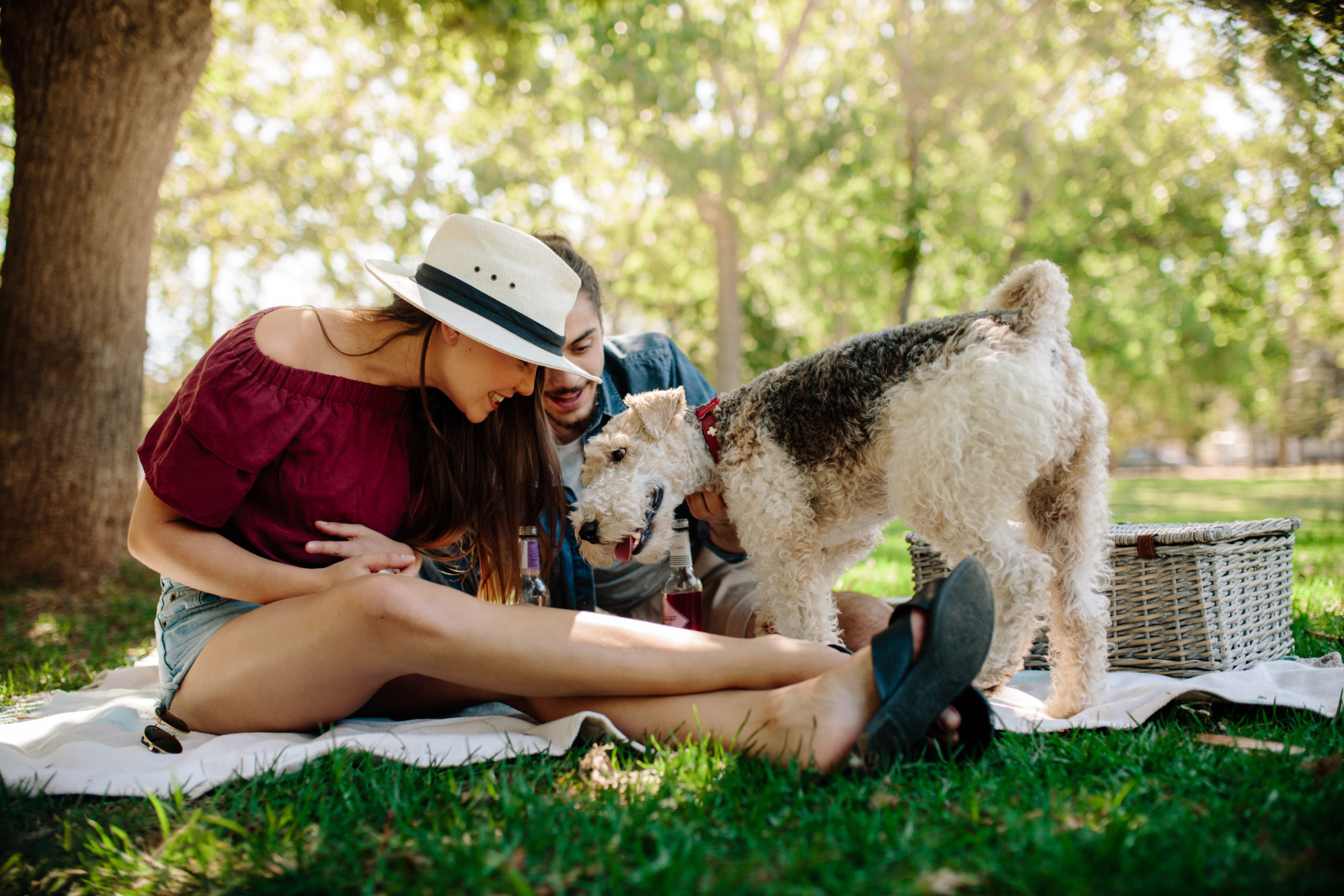 Pet Shield’s Summer Pet Care Guide