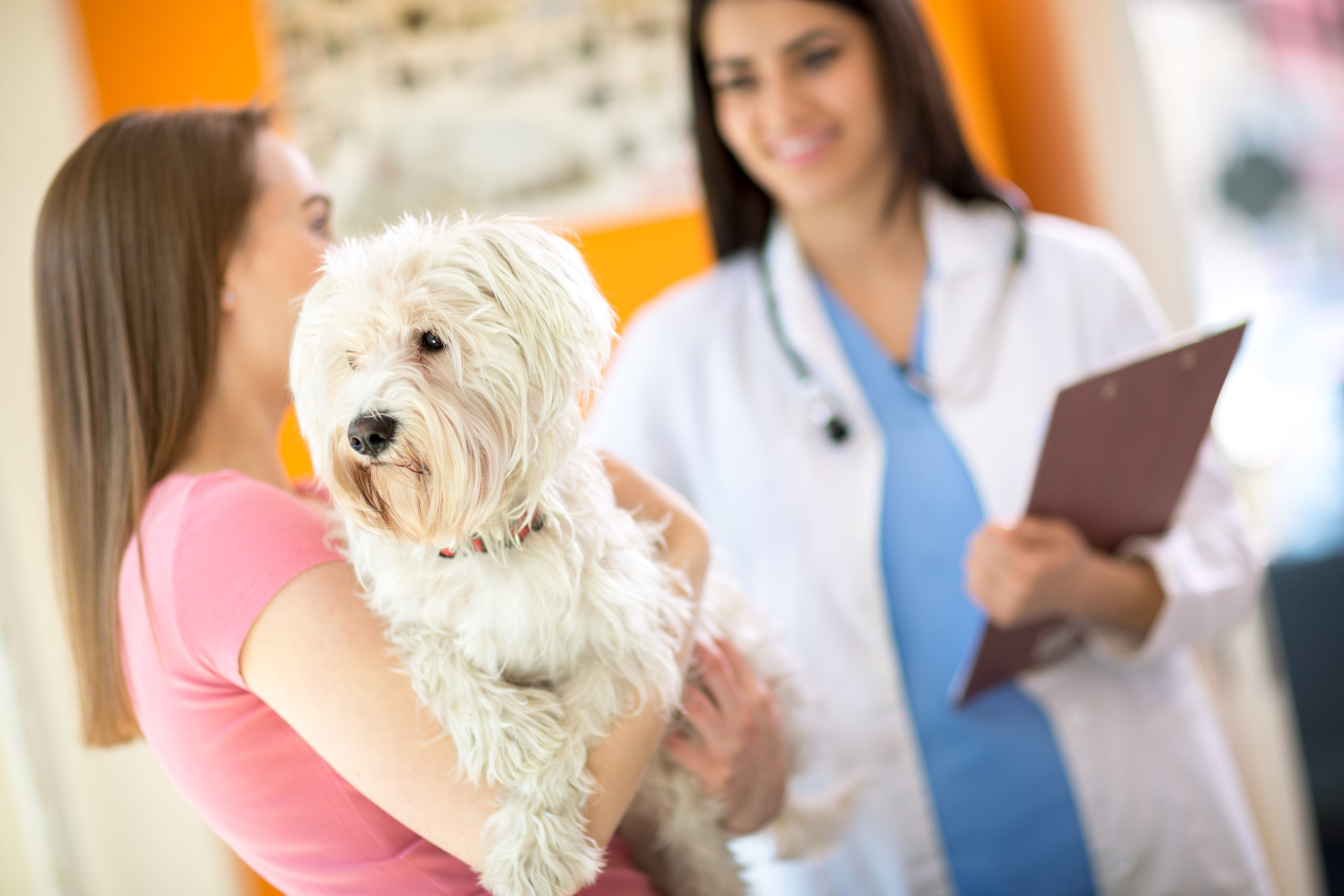 Signs You Should Take Your Dog to the Vet