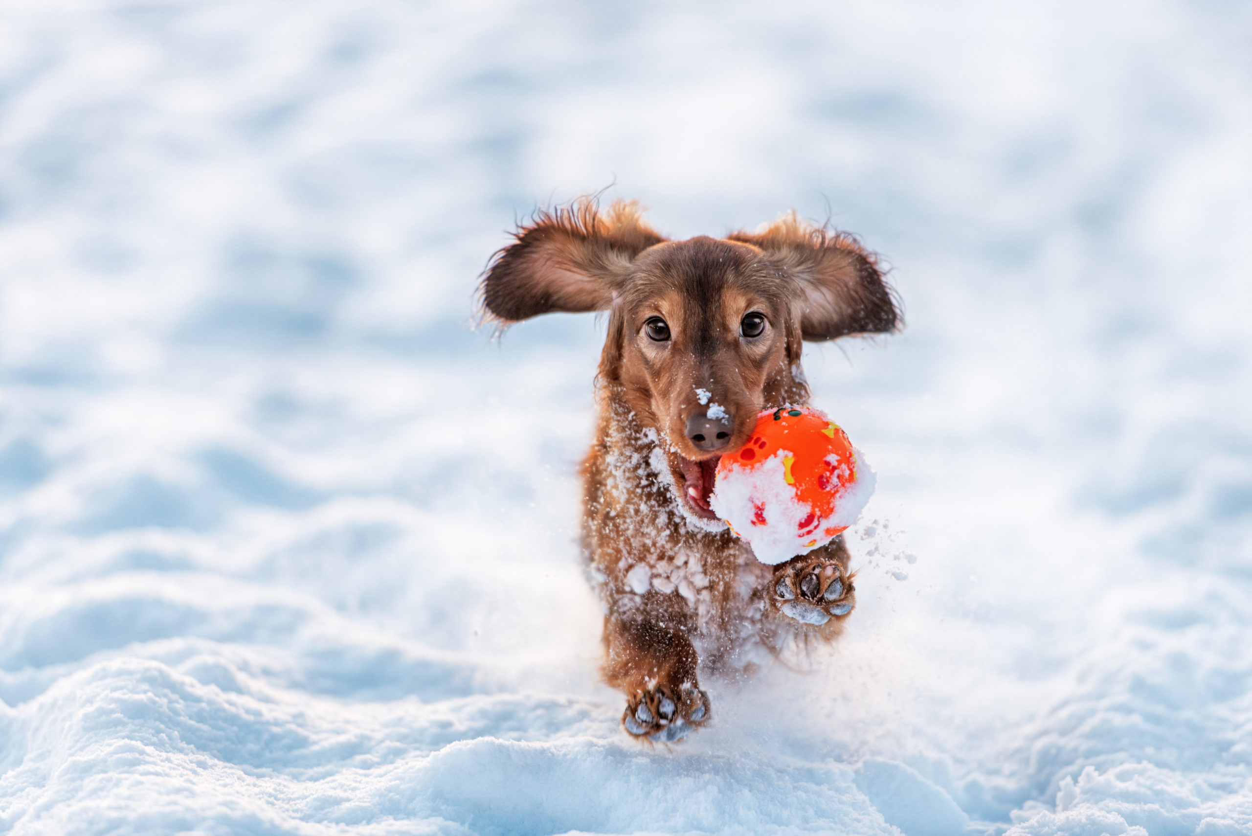 can you leave a dog in the car in winter