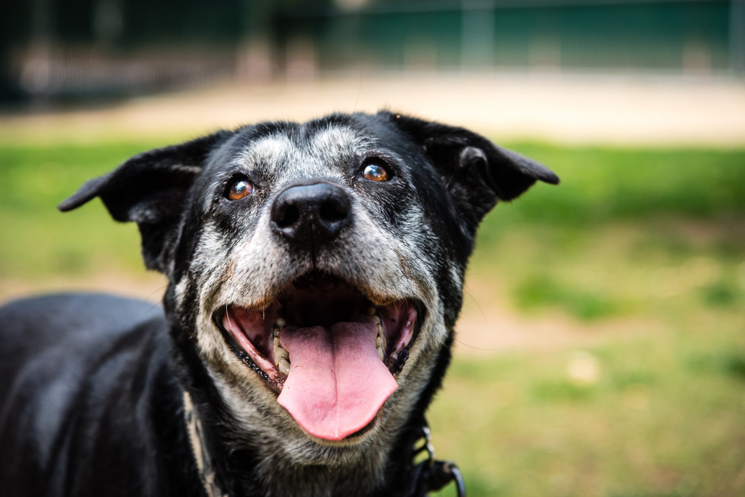 Benefits of Adopting a Senior Dog