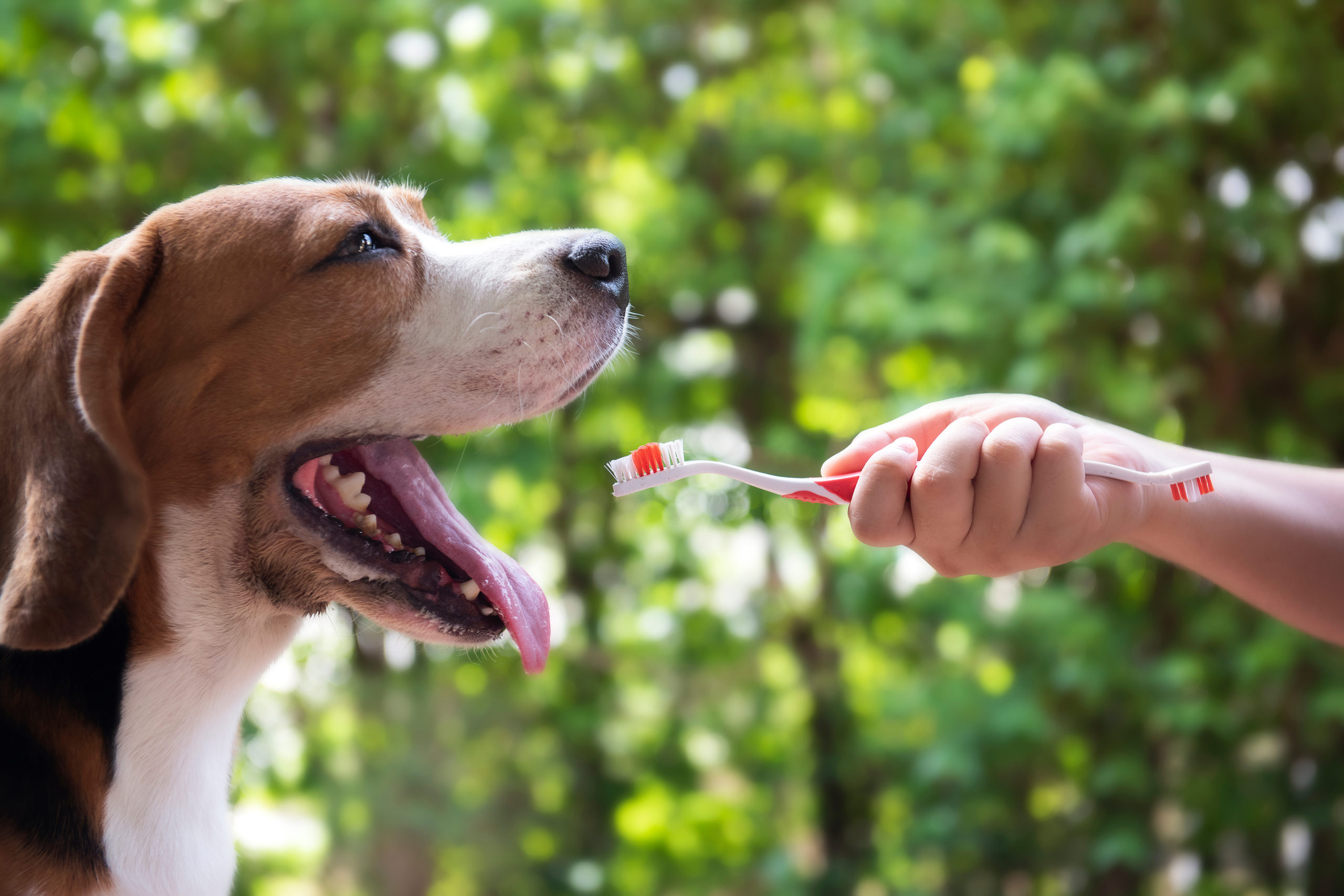 Should I Brush My Dog’s Teeth?