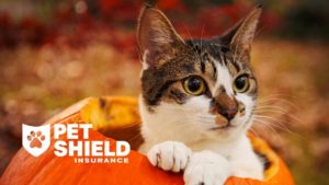 Pet digestion problems? Pumpkin could be the solution