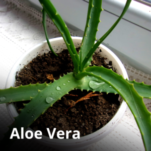 Aloe Vera