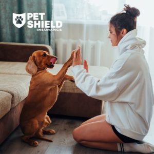 7 Ways Your Furry Friend Can Help Your Wellbeing