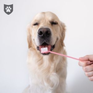 Smile Bright: A Guide to Dog Dental Care and Avoiding Costly Tooth Extractions